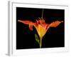 Day Lily I-Jim Christensen-Framed Photographic Print