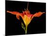 Day Lily I-Jim Christensen-Mounted Photographic Print