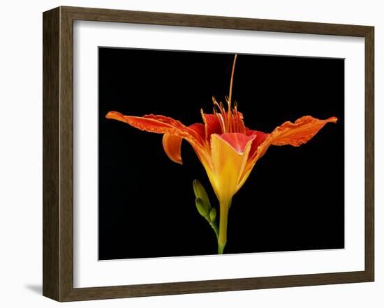 Day Lily I-Jim Christensen-Framed Photographic Print