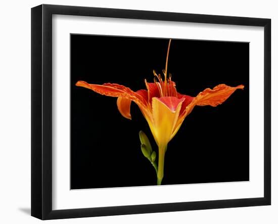 Day Lily I-Jim Christensen-Framed Photographic Print