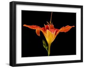 Day Lily I-Jim Christensen-Framed Photographic Print