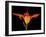 Day Lily I-Jim Christensen-Framed Photographic Print