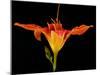 Day Lily I-Jim Christensen-Mounted Photographic Print