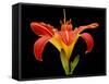 Day Lily II-Jim Christensen-Framed Stretched Canvas