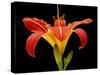 Day Lily II-Jim Christensen-Stretched Canvas