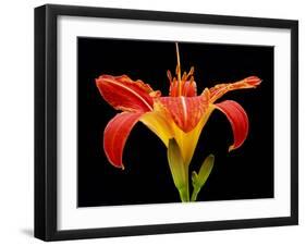 Day Lily II-Jim Christensen-Framed Photographic Print