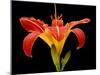 Day Lily II-Jim Christensen-Mounted Photographic Print