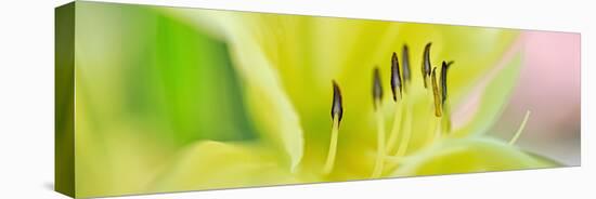 Day Lily Scape-Cora Niele-Stretched Canvas