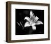 Day Lily-Harold Silverman-Framed Art Print