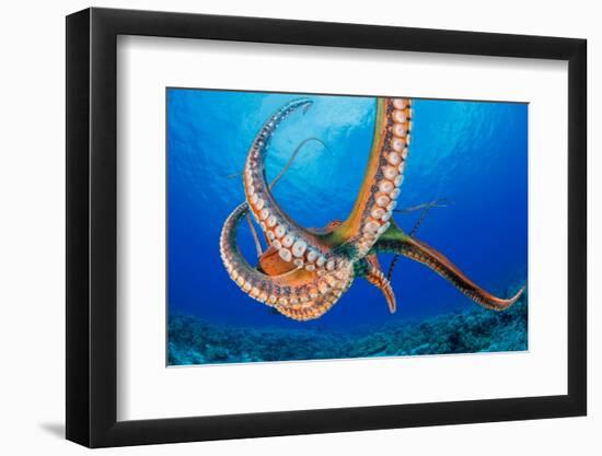 Day octopus moving across coral reef, Hawaii-David Fleetham-Framed Photographic Print