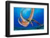 Day octopus moving across coral reef, Hawaii-David Fleetham-Framed Photographic Print