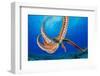 Day octopus moving across coral reef, Hawaii-David Fleetham-Framed Photographic Print