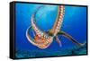 Day octopus moving across coral reef, Hawaii-David Fleetham-Framed Stretched Canvas