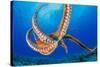 Day octopus moving across coral reef, Hawaii-David Fleetham-Stretched Canvas