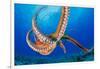 Day octopus moving across coral reef, Hawaii-David Fleetham-Framed Photographic Print