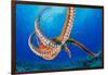 Day octopus moving across coral reef, Hawaii-David Fleetham-Framed Photographic Print