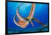 Day octopus moving across coral reef, Hawaii-David Fleetham-Framed Photographic Print