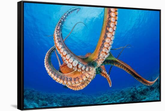 Day octopus moving across coral reef, Hawaii-David Fleetham-Framed Stretched Canvas