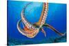 Day octopus moving across coral reef, Hawaii-David Fleetham-Stretched Canvas