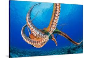 Day octopus moving across coral reef, Hawaii-David Fleetham-Stretched Canvas