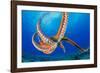 Day octopus moving across coral reef, Hawaii-David Fleetham-Framed Photographic Print