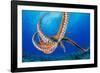 Day octopus moving across coral reef, Hawaii-David Fleetham-Framed Photographic Print