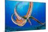 Day octopus moving across coral reef, Hawaii-David Fleetham-Mounted Photographic Print