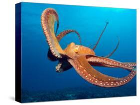 Day Octopus, near Kona, Big Island, Hawaii, USA-Stuart Westmoreland-Stretched Canvas