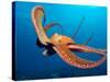 Day Octopus, near Kona, Big Island, Hawaii, USA-Stuart Westmoreland-Stretched Canvas