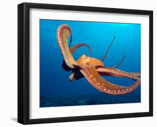 Day Octopus, near Kona, Big Island, Hawaii, USA-Stuart Westmoreland-Framed Premium Photographic Print