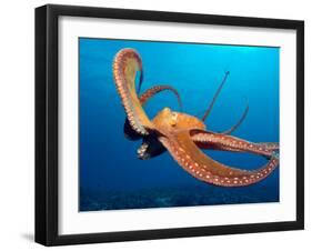 Day Octopus, near Kona, Big Island, Hawaii, USA-Stuart Westmoreland-Framed Premium Photographic Print