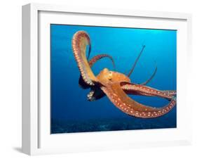 Day Octopus, near Kona, Big Island, Hawaii, USA-Stuart Westmoreland-Framed Premium Photographic Print