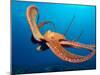 Day Octopus, near Kona, Big Island, Hawaii, USA-Stuart Westmoreland-Mounted Premium Photographic Print