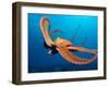 Day Octopus, near Kona, Big Island, Hawaii, USA-Stuart Westmoreland-Framed Photographic Print