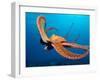 Day Octopus, near Kona, Big Island, Hawaii, USA-Stuart Westmoreland-Framed Photographic Print