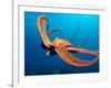 Day Octopus, near Kona, Big Island, Hawaii, USA-Stuart Westmoreland-Framed Photographic Print