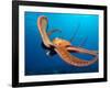 Day Octopus, near Kona, Big Island, Hawaii, USA-Stuart Westmoreland-Framed Photographic Print