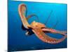 Day Octopus, near Kona, Big Island, Hawaii, USA-Stuart Westmoreland-Mounted Photographic Print