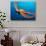 Day Octopus, near Kona, Big Island, Hawaii, USA-Stuart Westmoreland-Photographic Print displayed on a wall