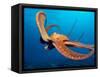 Day Octopus, near Kona, Big Island, Hawaii, USA-Stuart Westmoreland-Framed Stretched Canvas