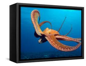 Day Octopus, near Kona, Big Island, Hawaii, USA-Stuart Westmoreland-Framed Stretched Canvas