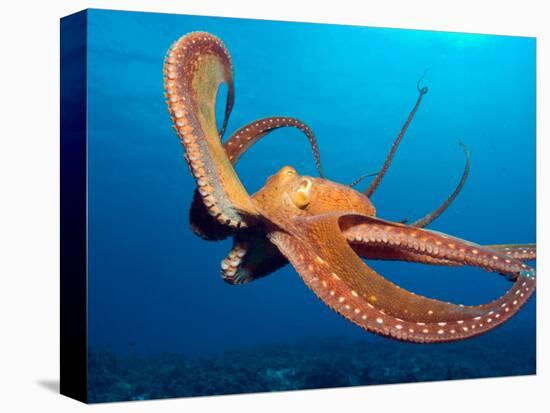 Day Octopus, near Kona, Big Island, Hawaii, USA-Stuart Westmoreland-Stretched Canvas