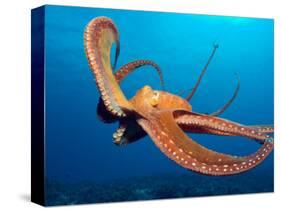 Day Octopus, near Kona, Big Island, Hawaii, USA-Stuart Westmoreland-Stretched Canvas