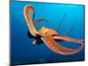 Day Octopus, near Kona, Big Island, Hawaii, USA-Stuart Westmoreland-Mounted Photographic Print