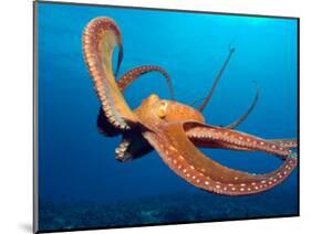 Day Octopus, near Kona, Big Island, Hawaii, USA-Stuart Westmoreland-Mounted Photographic Print