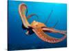 Day Octopus, near Kona, Big Island, Hawaii, USA-Stuart Westmoreland-Stretched Canvas