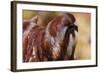 Day Octopus-null-Framed Premium Photographic Print
