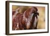 Day Octopus-null-Framed Photographic Print