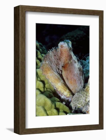 Day Octopus-Hal Beral-Framed Photographic Print