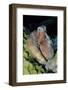 Day Octopus-Hal Beral-Framed Photographic Print